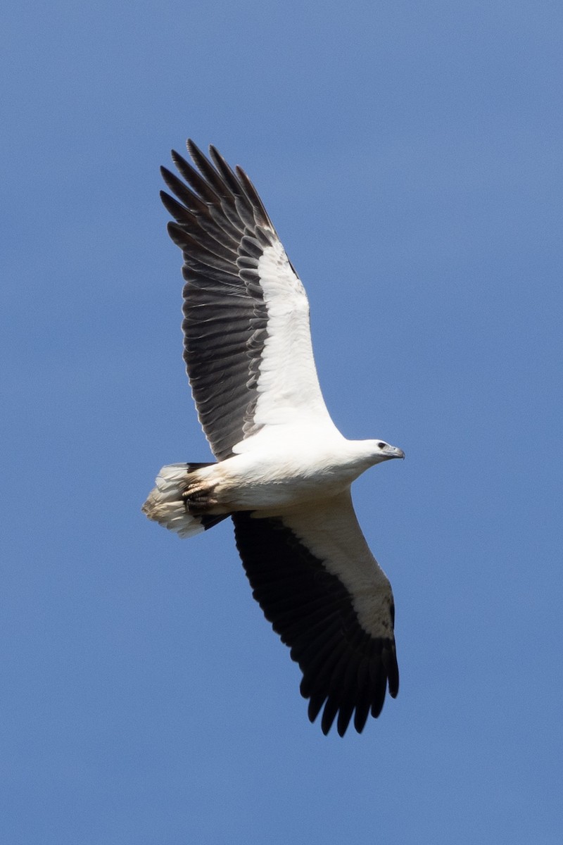 White-bellied Sea-Eagle - ML643738259