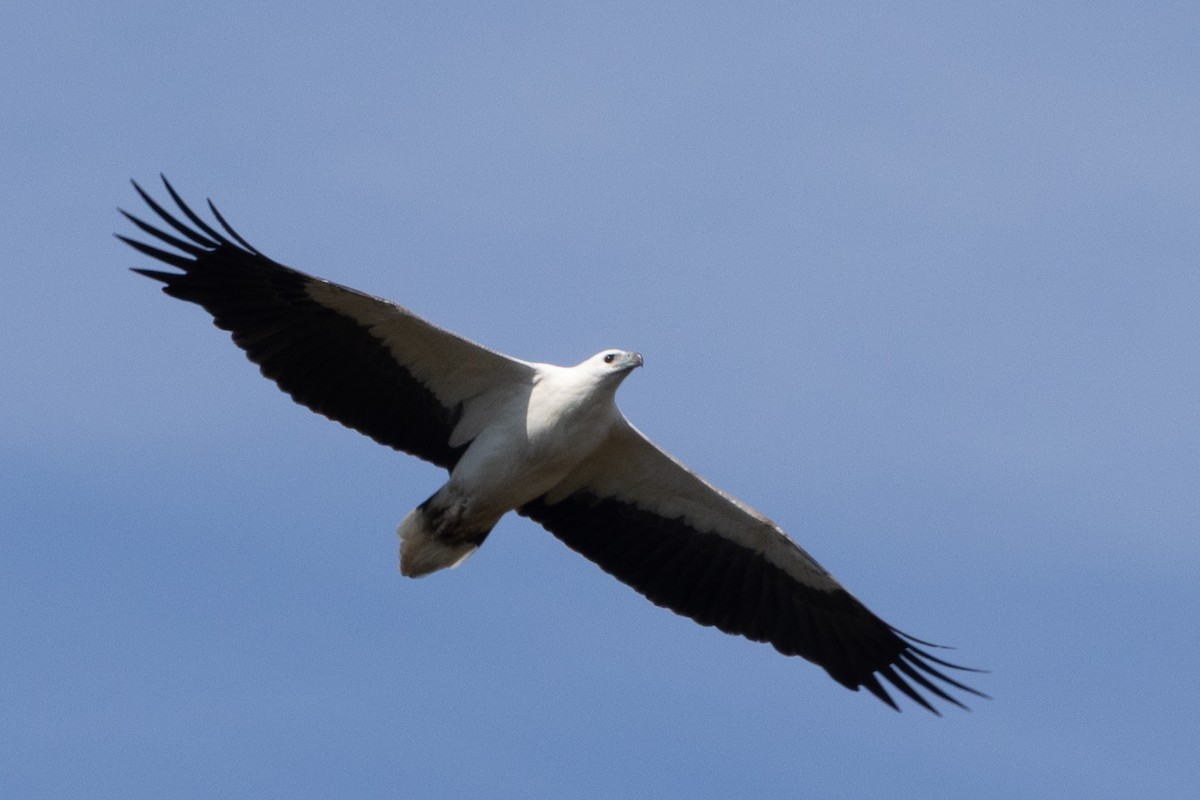 White-bellied Sea-Eagle - ML643738260