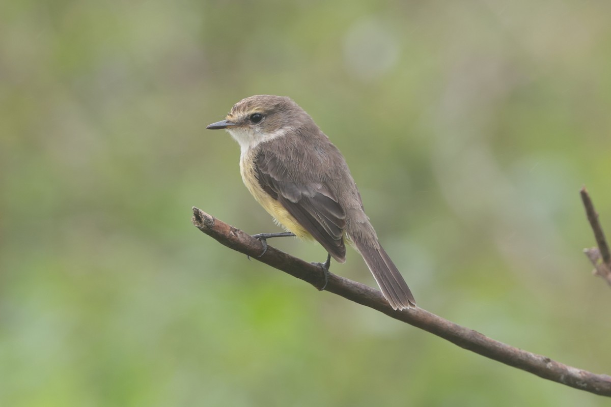 Brujo Flycatcher (Galapagos) - ML643738263