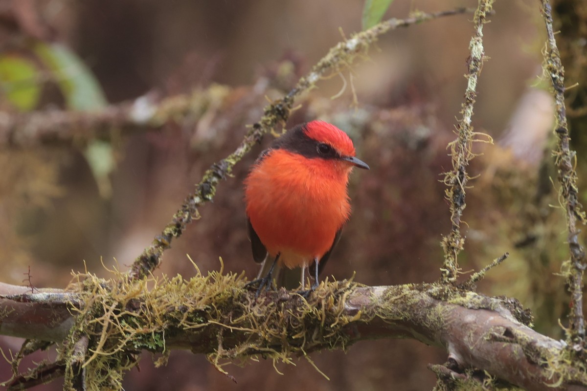 Brujo Flycatcher (Galapagos) - ML643738264