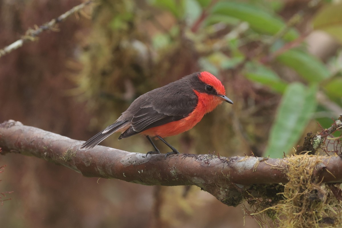 Brujo Flycatcher (Galapagos) - ML643738265