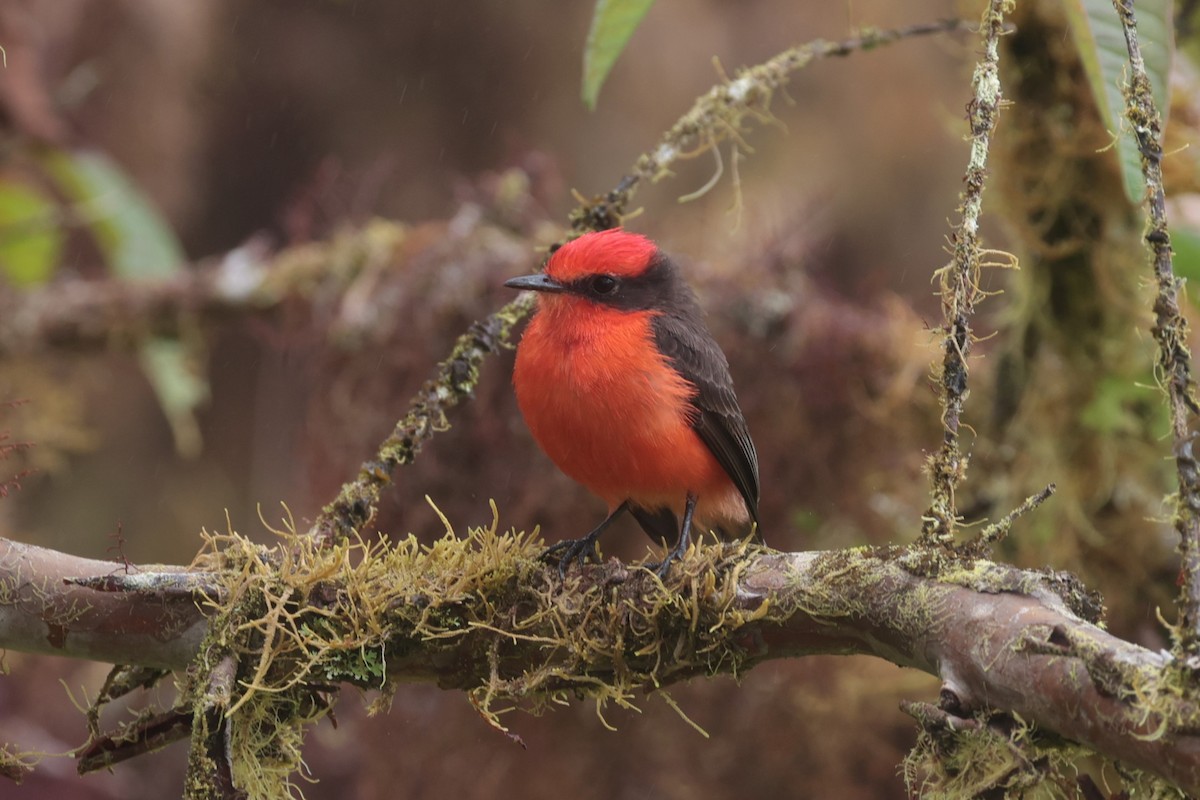 Brujo Flycatcher (Galapagos) - ML643738266