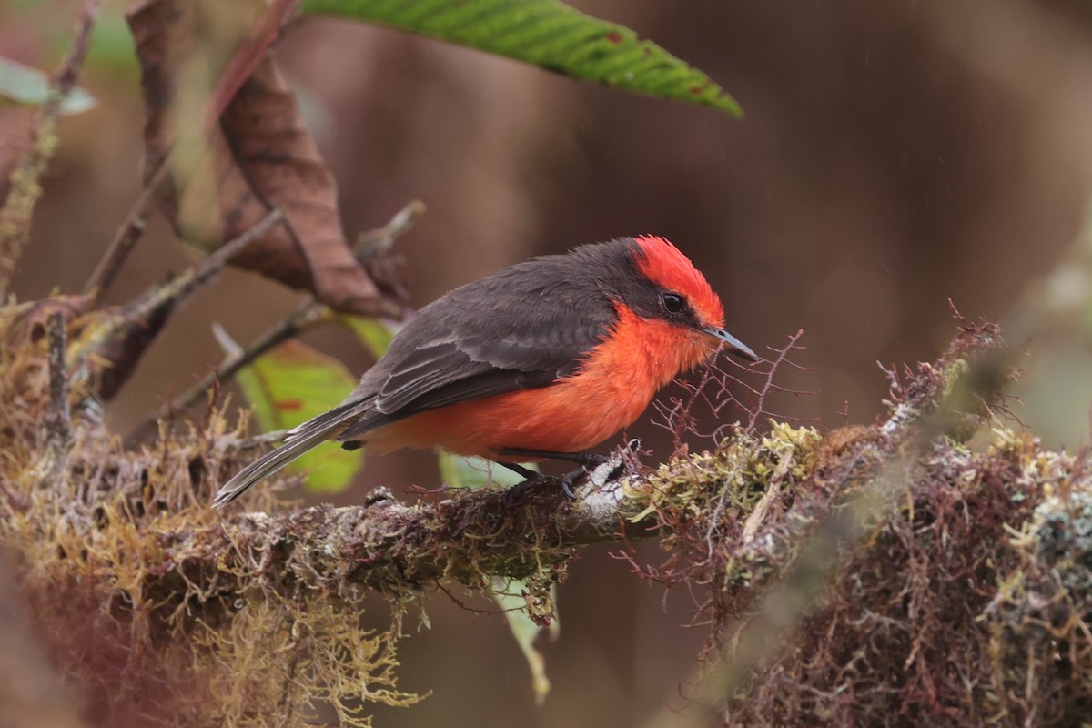 Brujo Flycatcher (Galapagos) - ML643738267