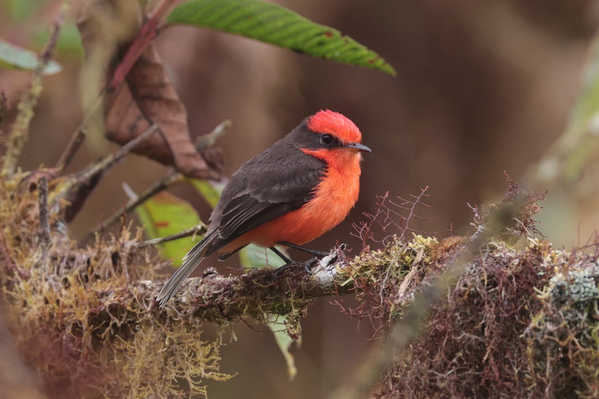 Brujo Flycatcher (Galapagos) - ML643738268