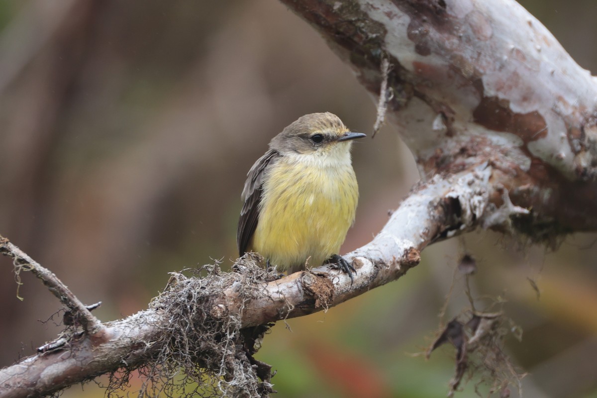 Brujo Flycatcher (Galapagos) - ML643738269