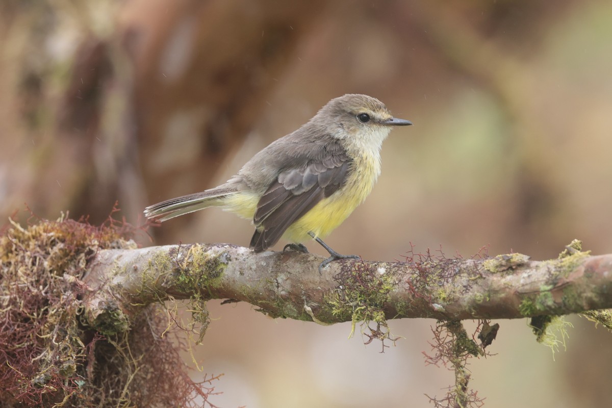 Brujo Flycatcher (Galapagos) - ML643738270