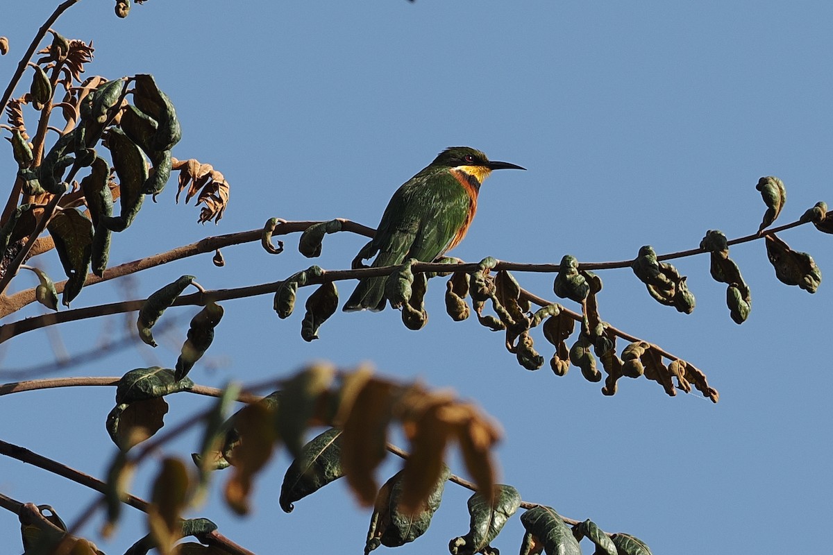 Cinnamon-chested Bee-eater - ML643738271