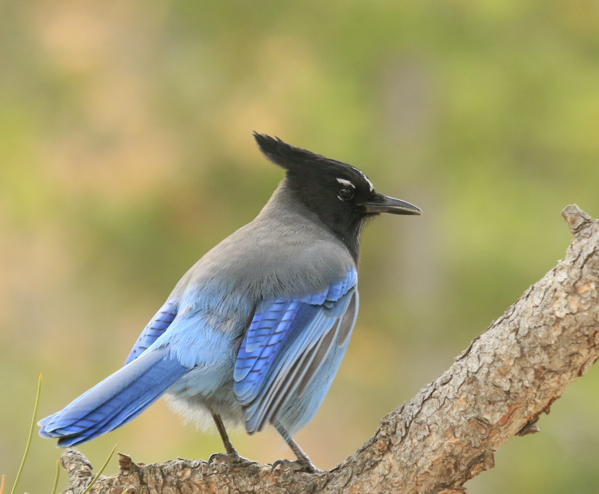 Steller's Jay - ML643738273
