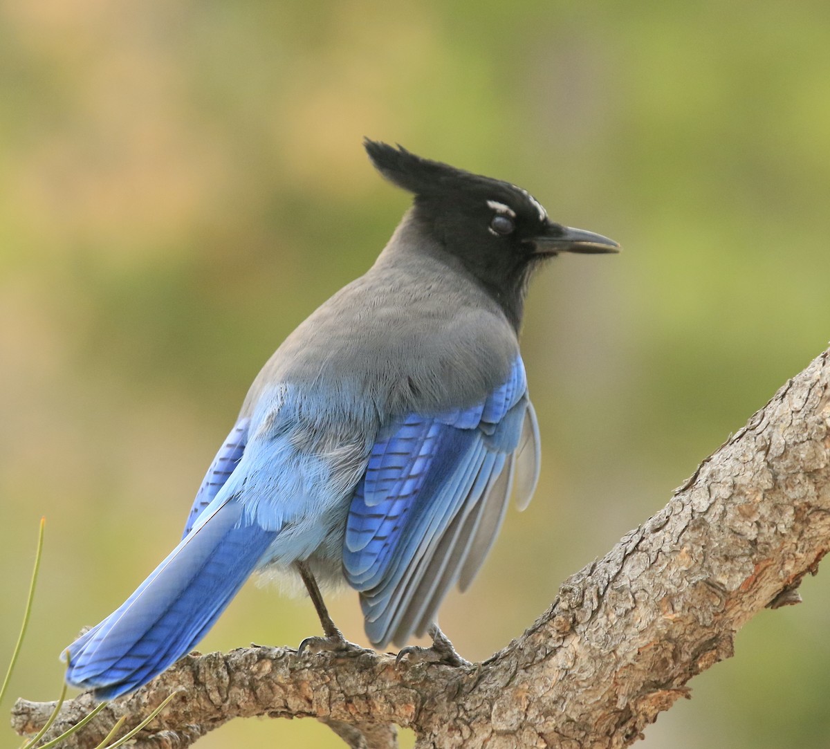Steller's Jay - ML643738274