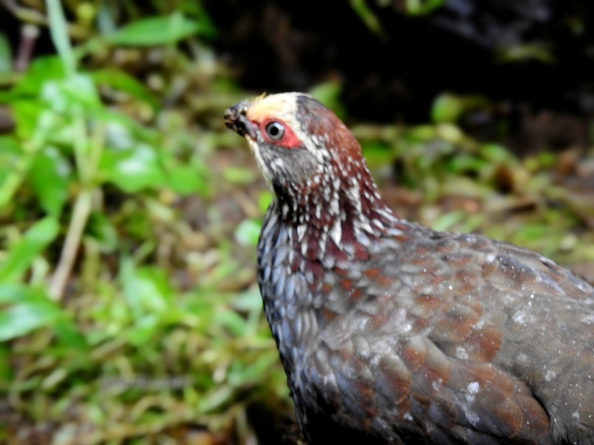 Buffy-crowned Wood-Partridge - ML643738282