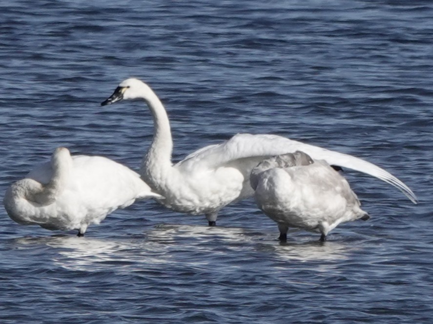 Tundra Swan - ML643738283