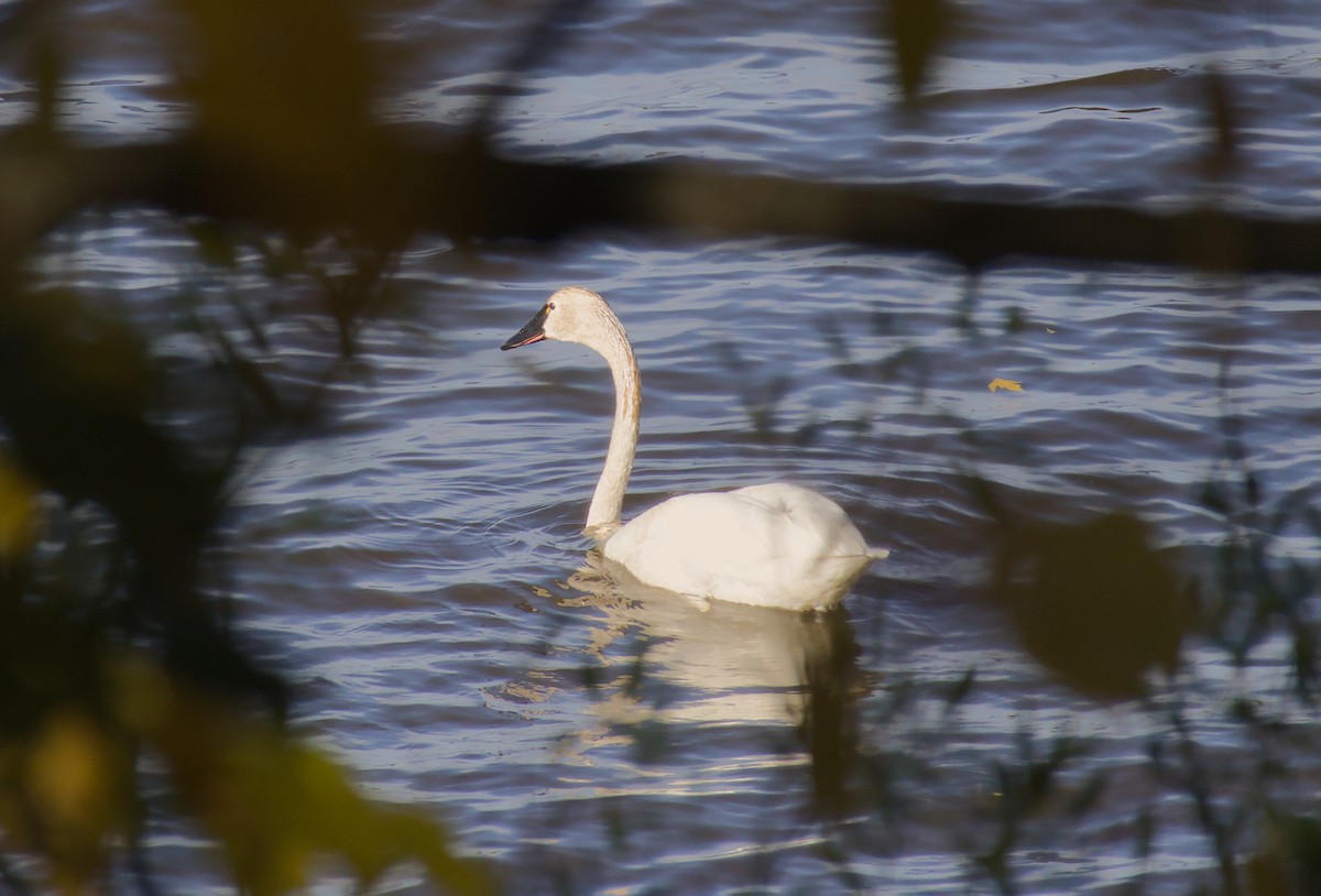 Tundra Swan - ML643738300