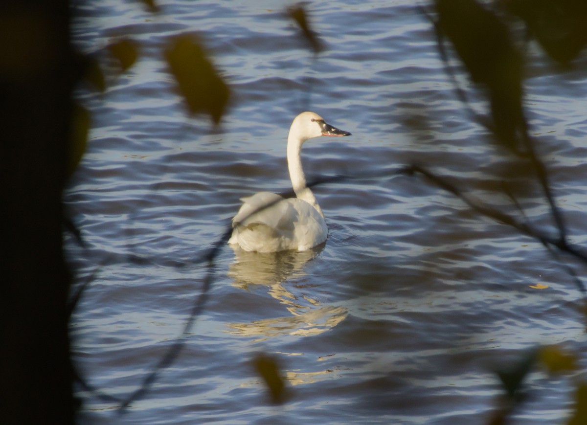 Tundra Swan - ML643738303