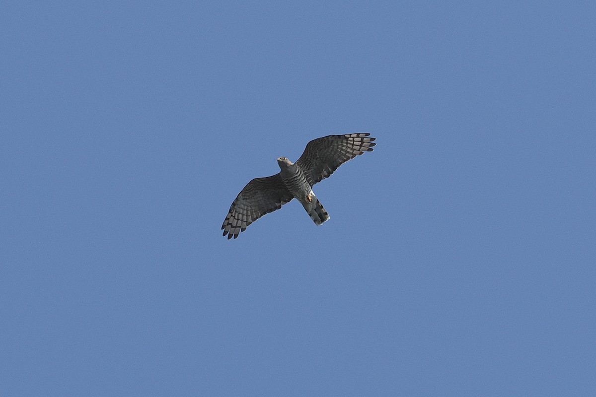 African Cuckoo-Hawk - ML643738306