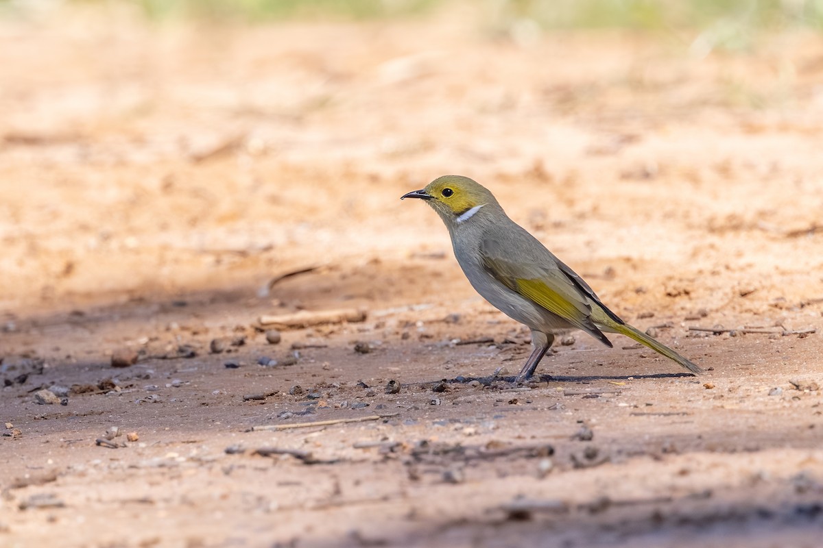 White-plumed Honeyeater - ML643738307