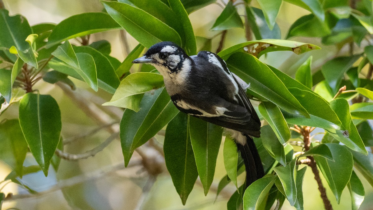 hvitøremonark - ML643738308