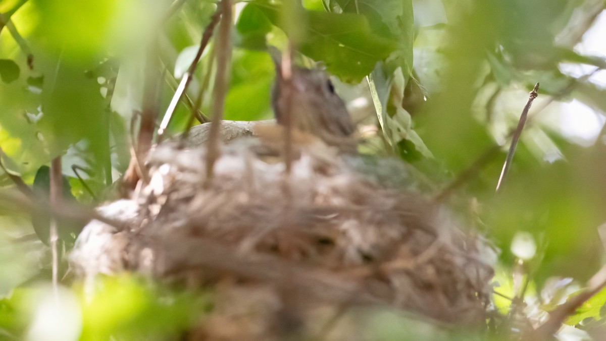 Little Shrikethrush (Rufous) - ML643738310