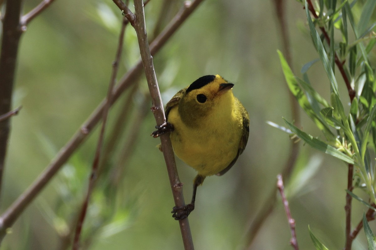 Wilson's Warbler - ML643738326