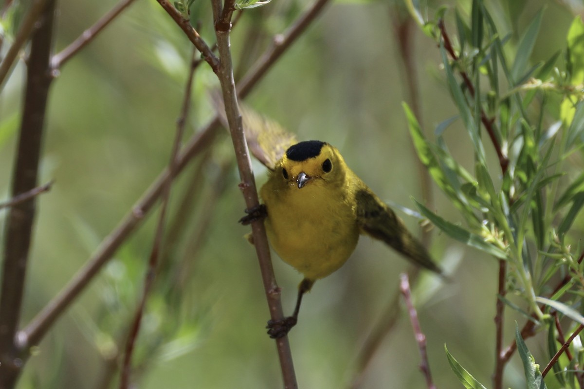 Wilson's Warbler - ML643738327