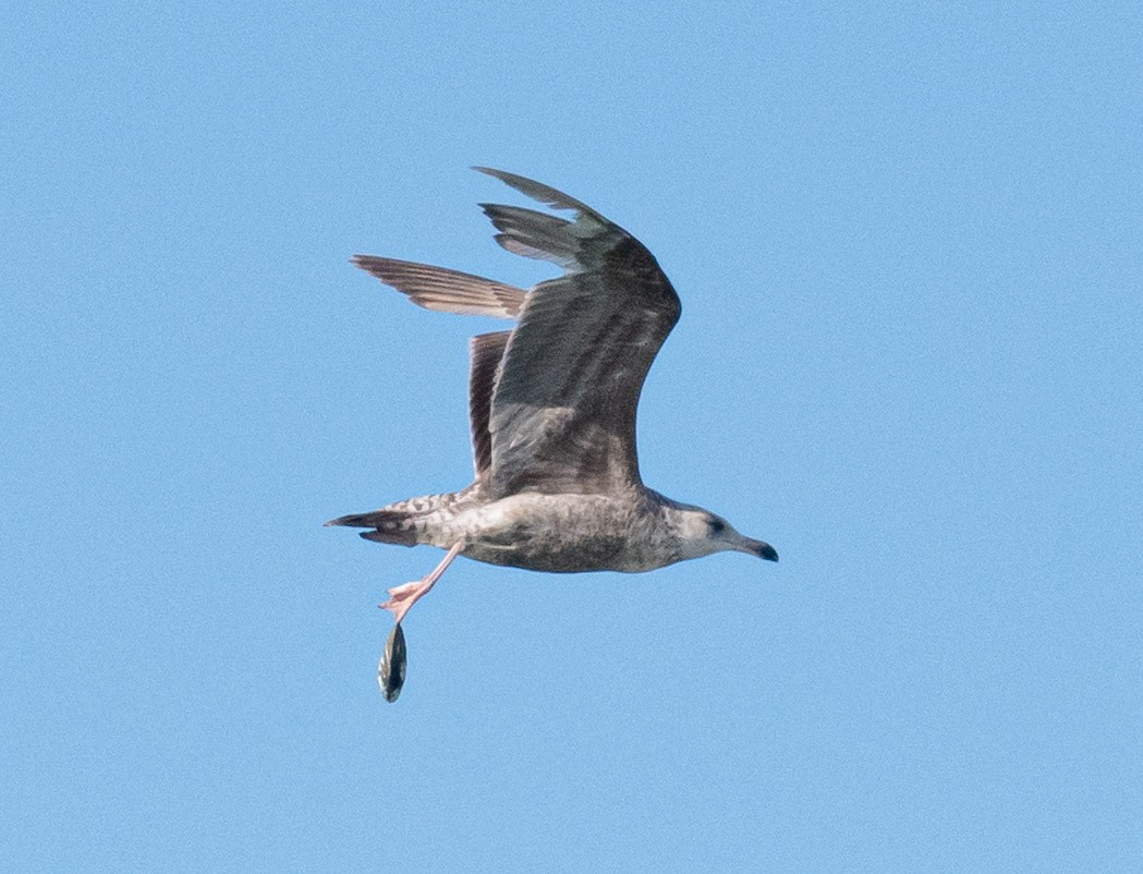 American Herring Gull - ML643738331
