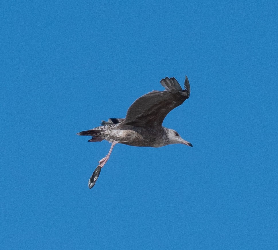 American Herring Gull - ML643738332