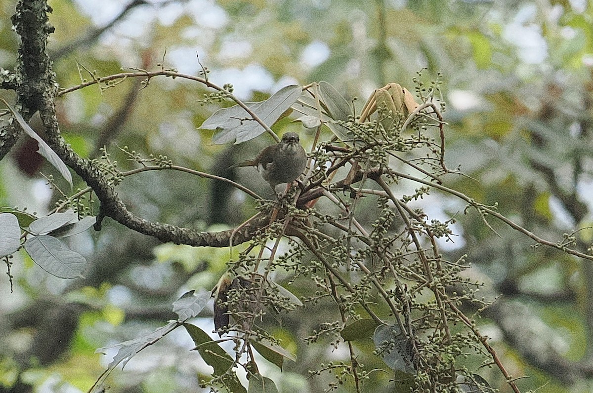 Bulbul à bec grêle - ML643738349