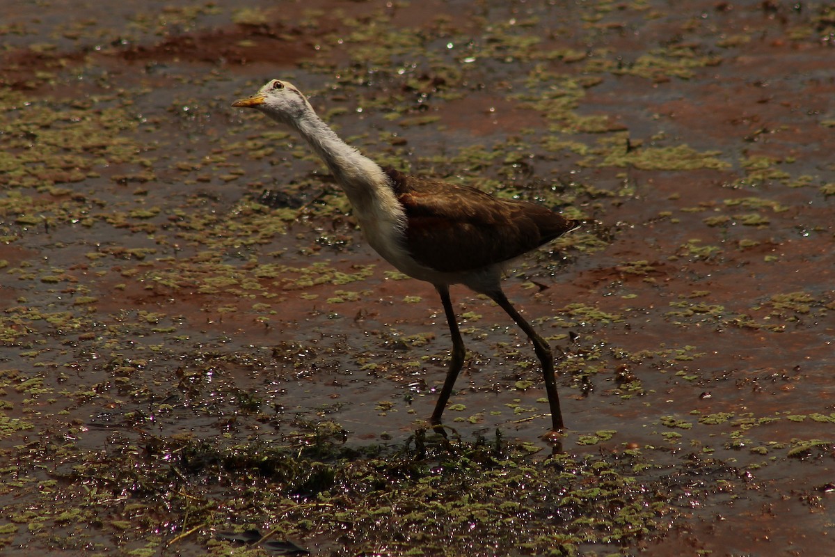 Jacana du Mexique - ML643738356