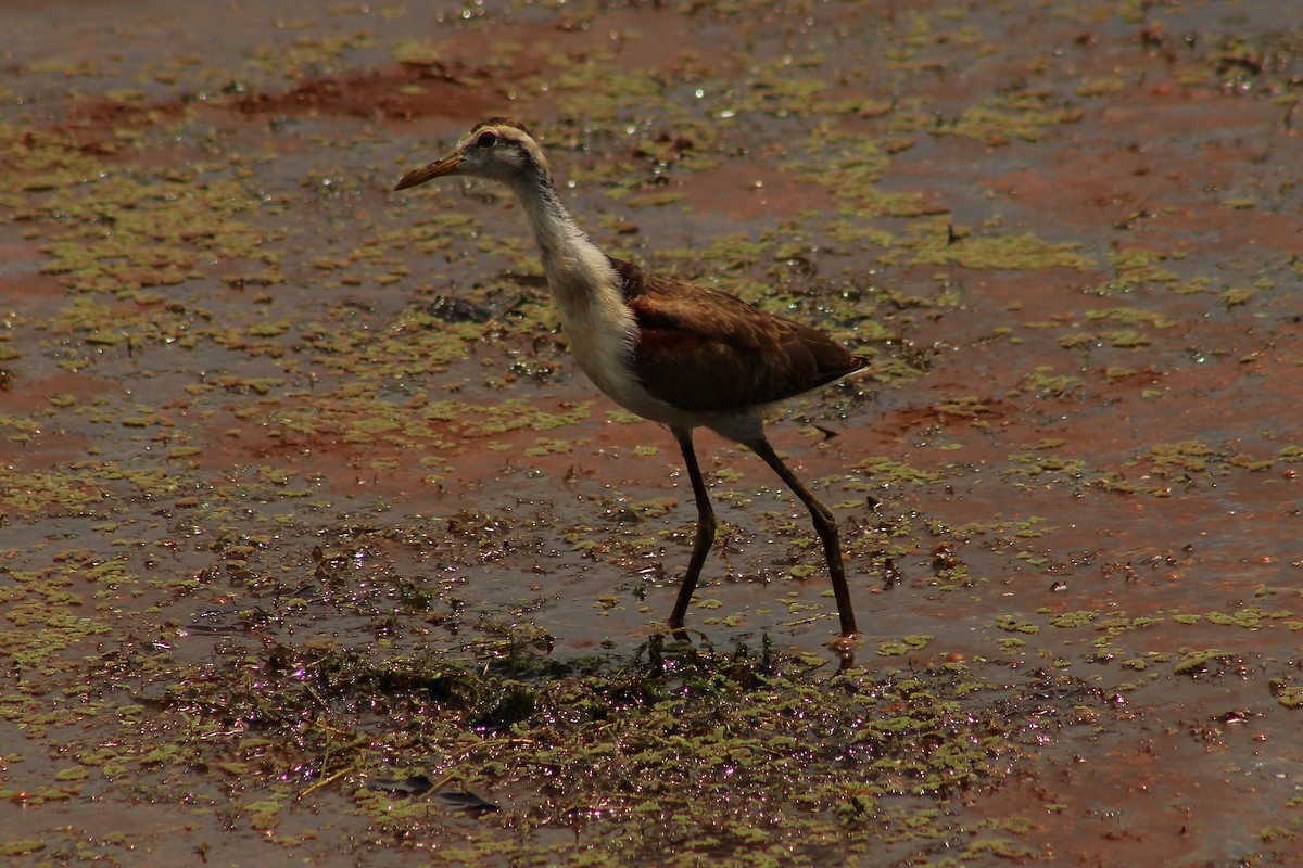 Jacana du Mexique - ML643738361