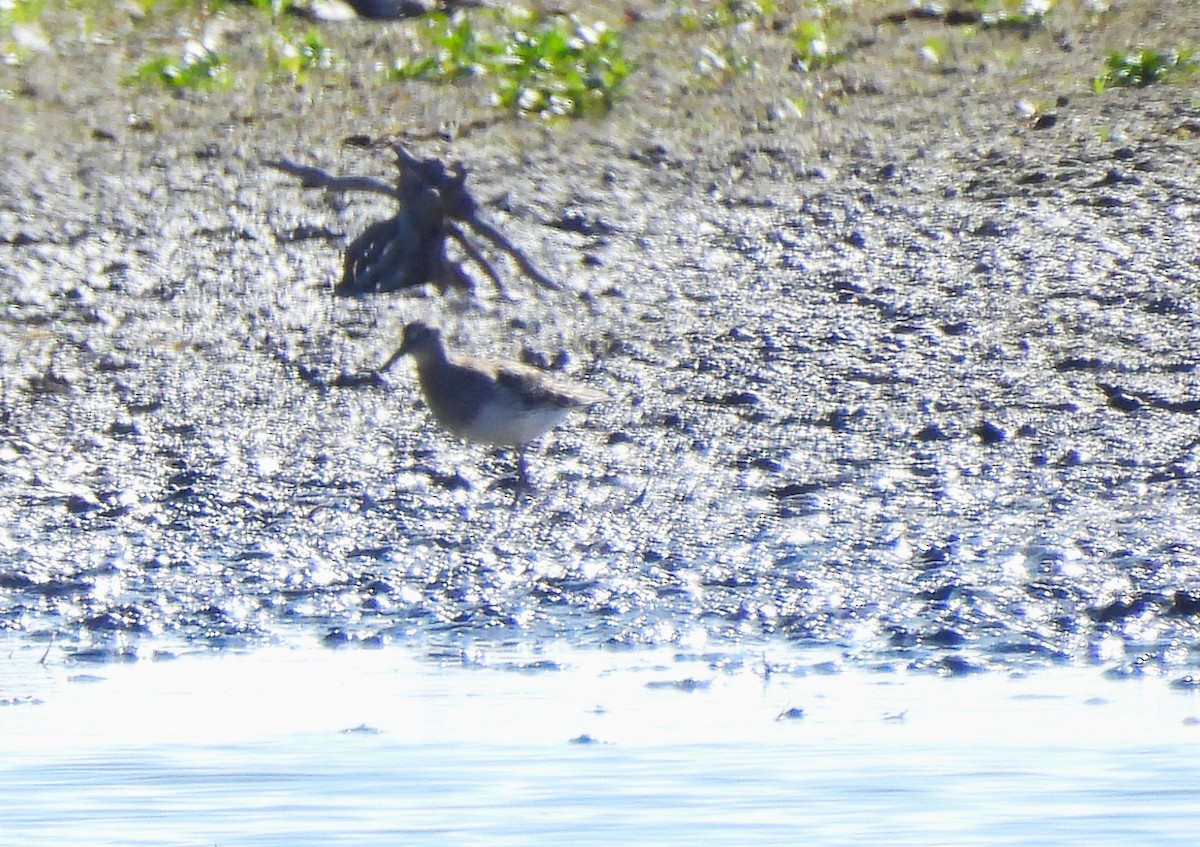 Bécasseau à poitrine cendrée - ML643738363