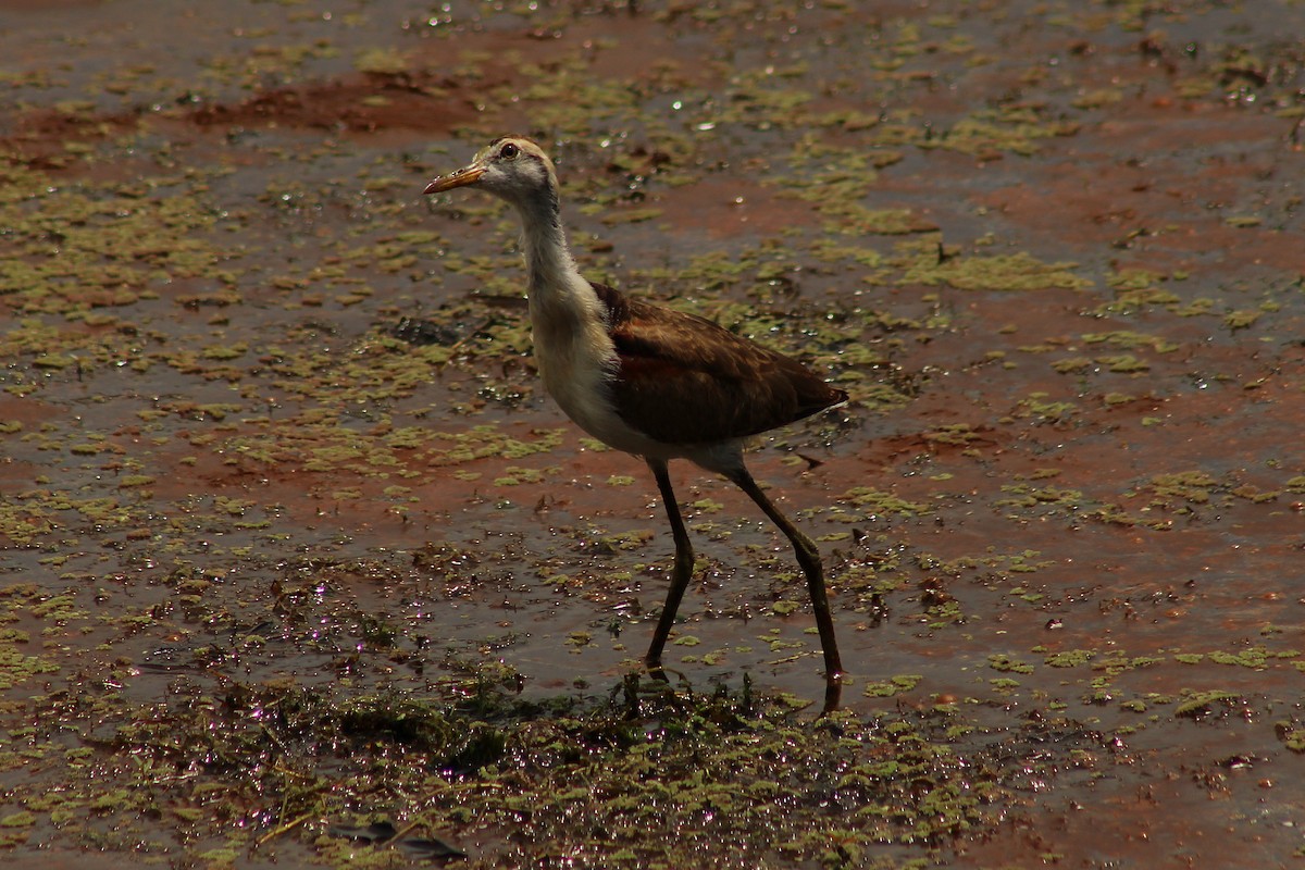 Jacana du Mexique - ML643738364