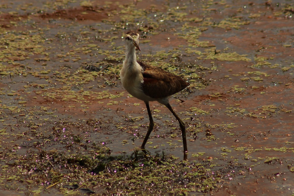 Jacana du Mexique - ML643738365