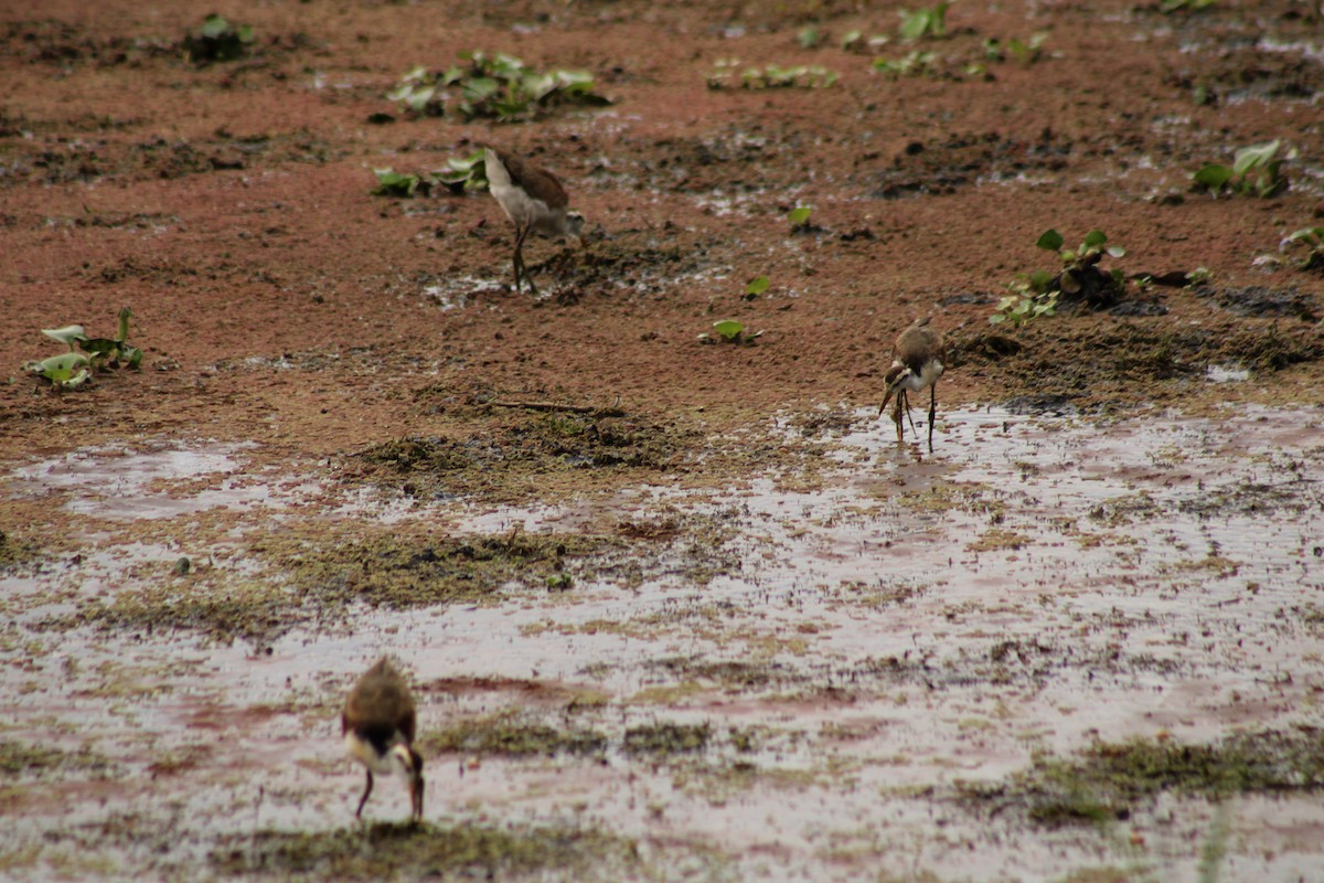 Jacana du Mexique - ML643738367