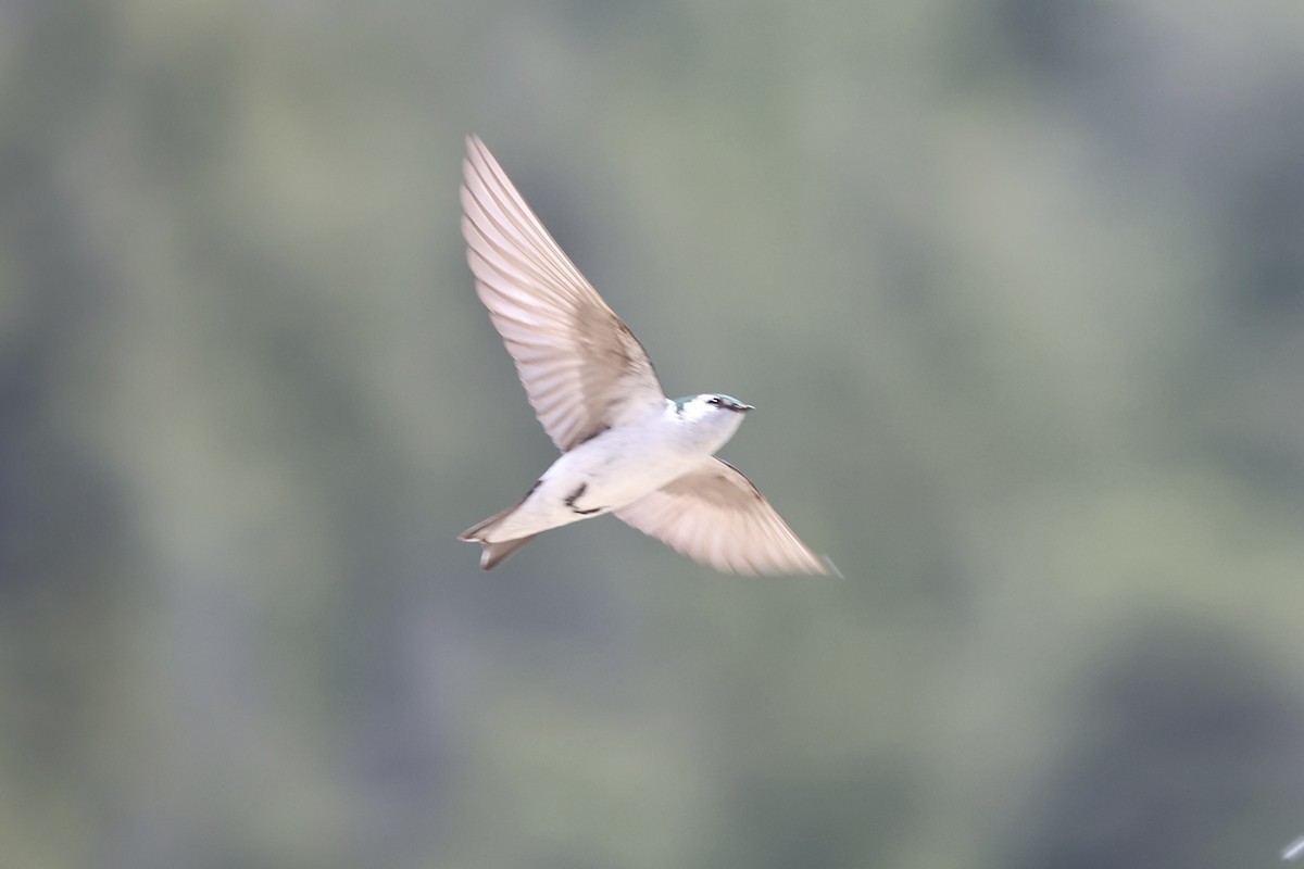 Hirondelle à face blanche - ML643738372