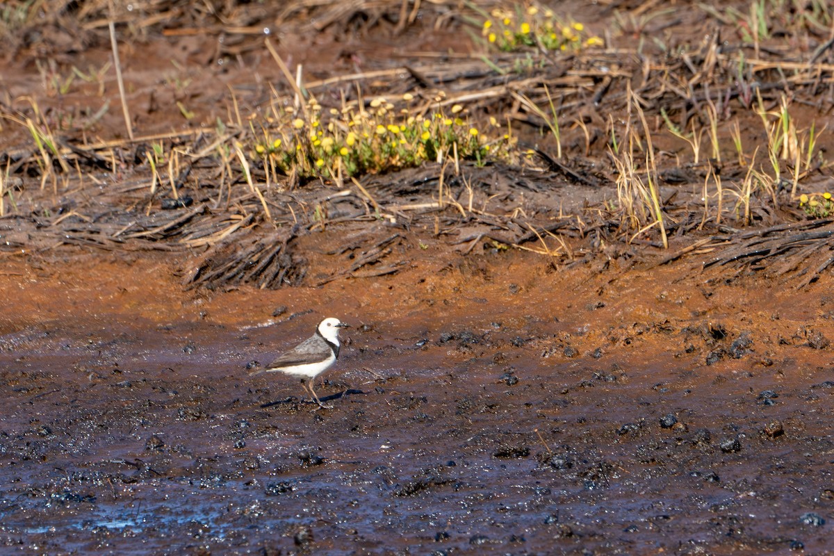 White-fronted Chat - ML643738408