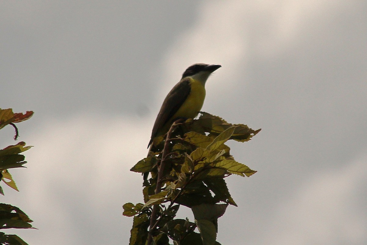 båtnebbtyrann - ML643738409