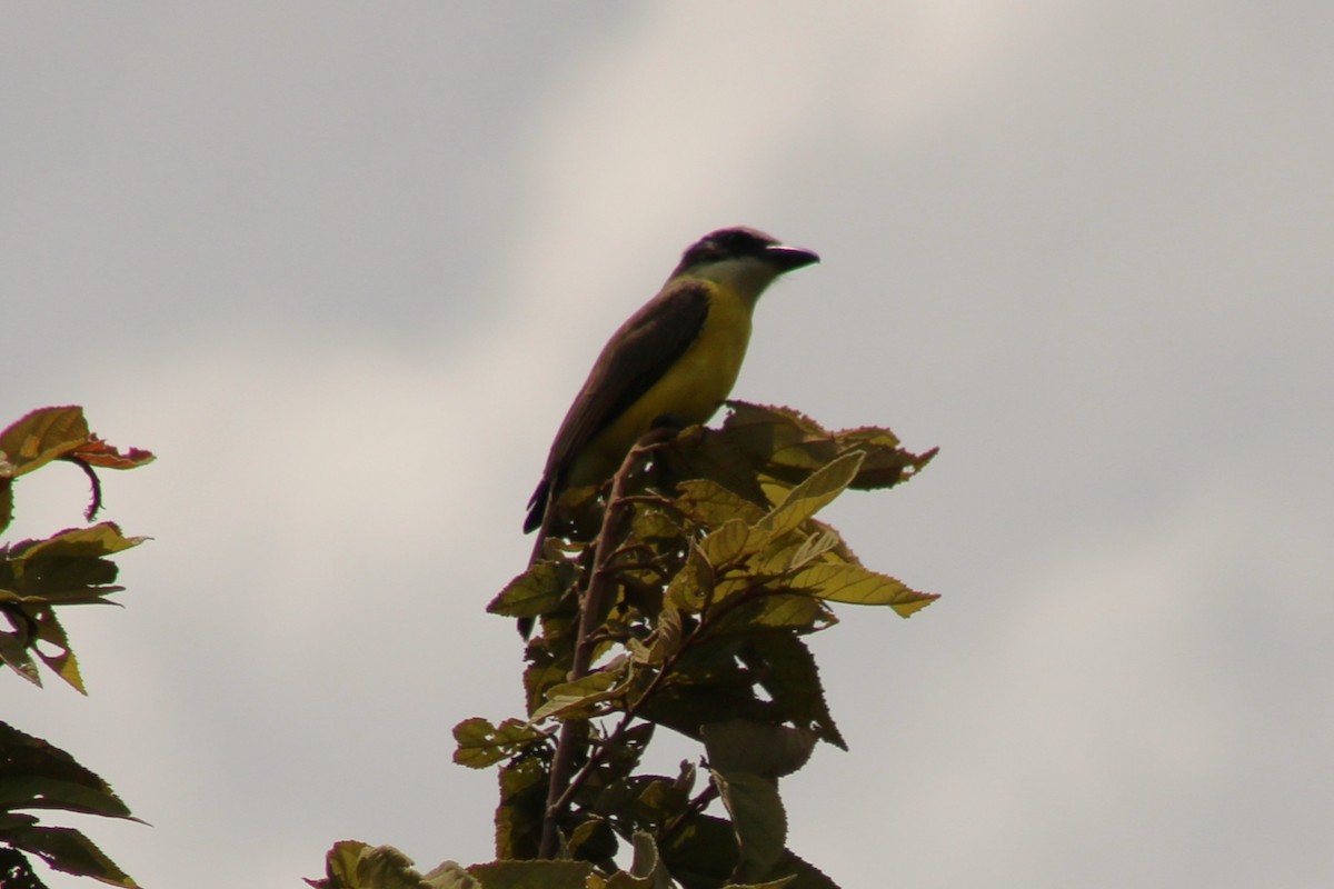 båtnebbtyrann - ML643738410