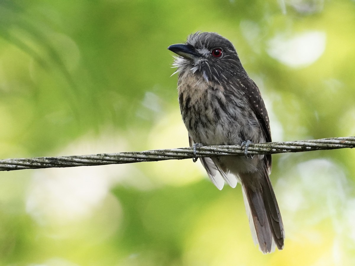 コシラヒゲオオガシラ - ML643738414