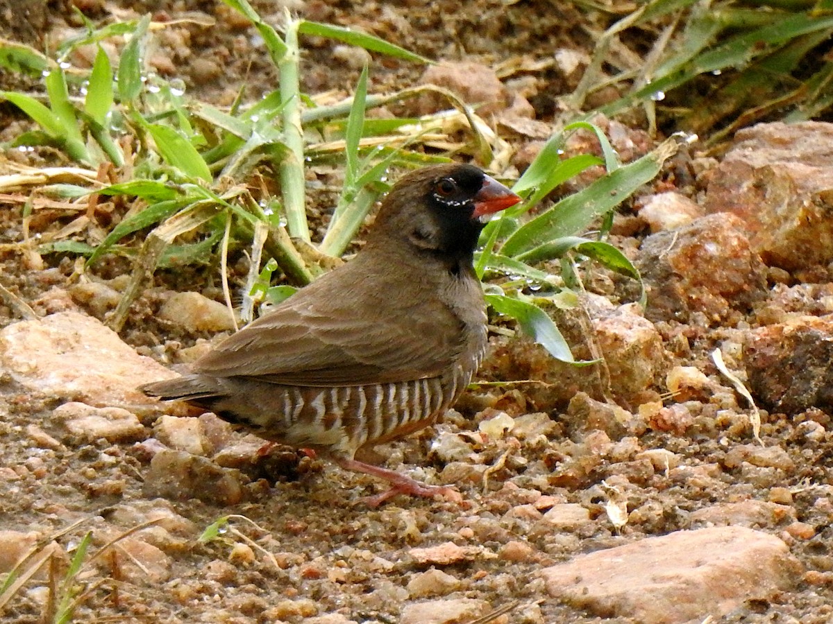 Quailfinch - ML643738418