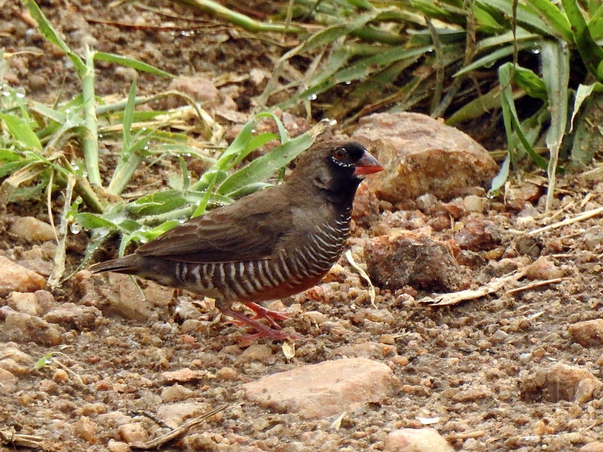 Quailfinch - ML643738419