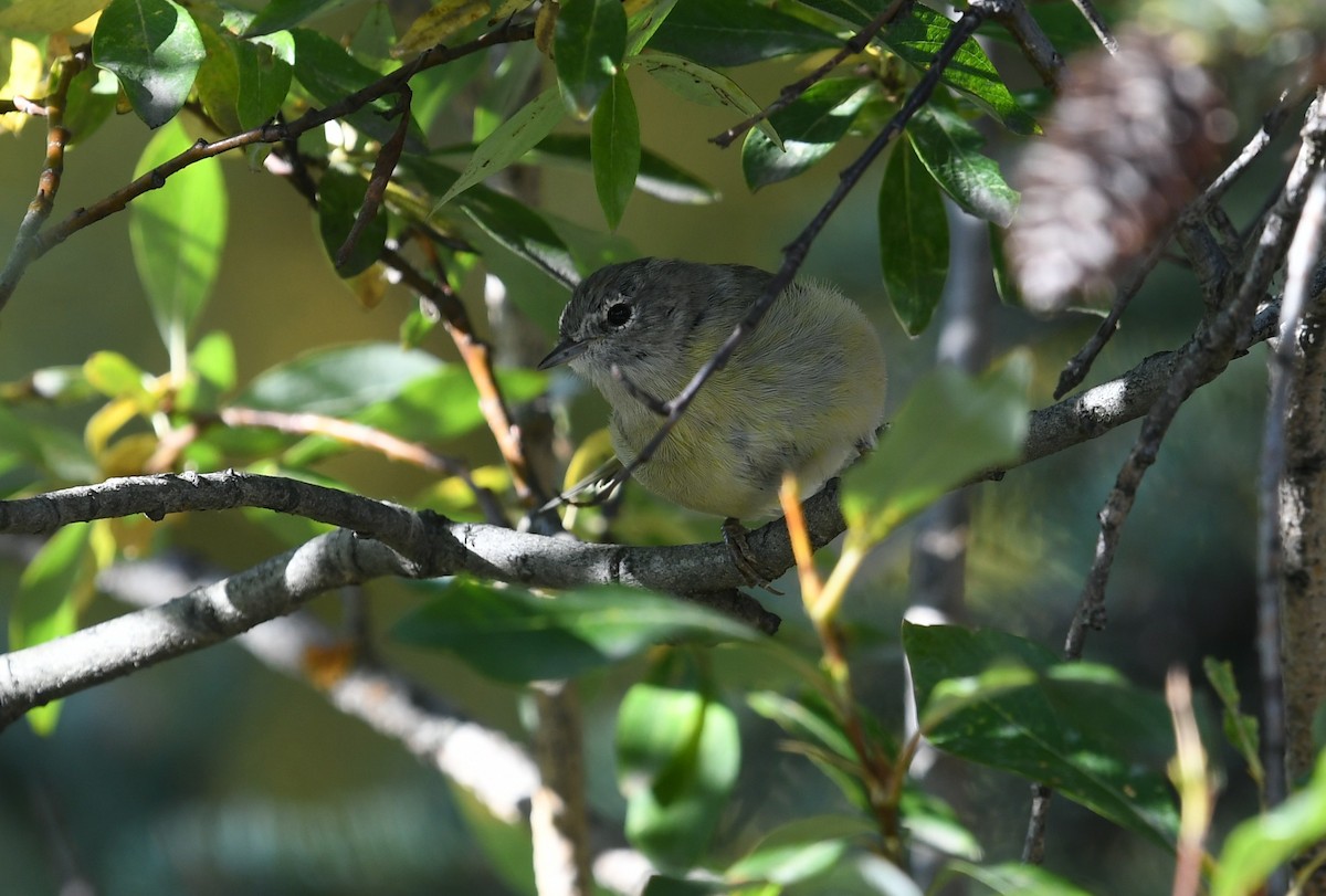 Orange-crowned Warbler - ML643738421