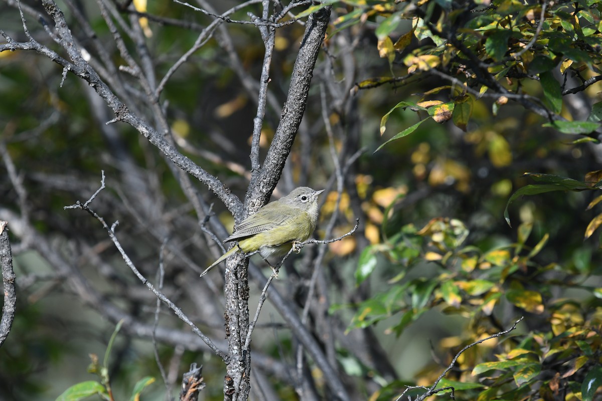 Orange-crowned Warbler - ML643738423