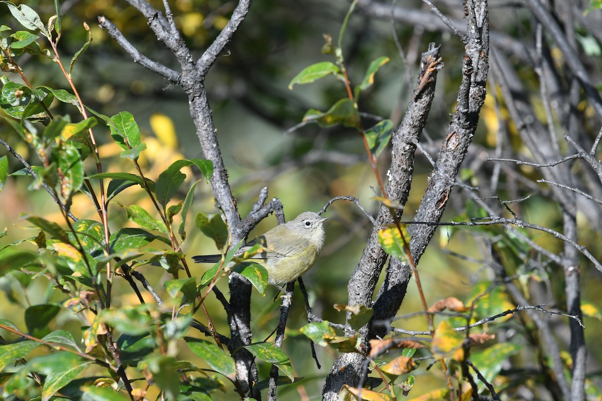 Orange-crowned Warbler - ML643738424
