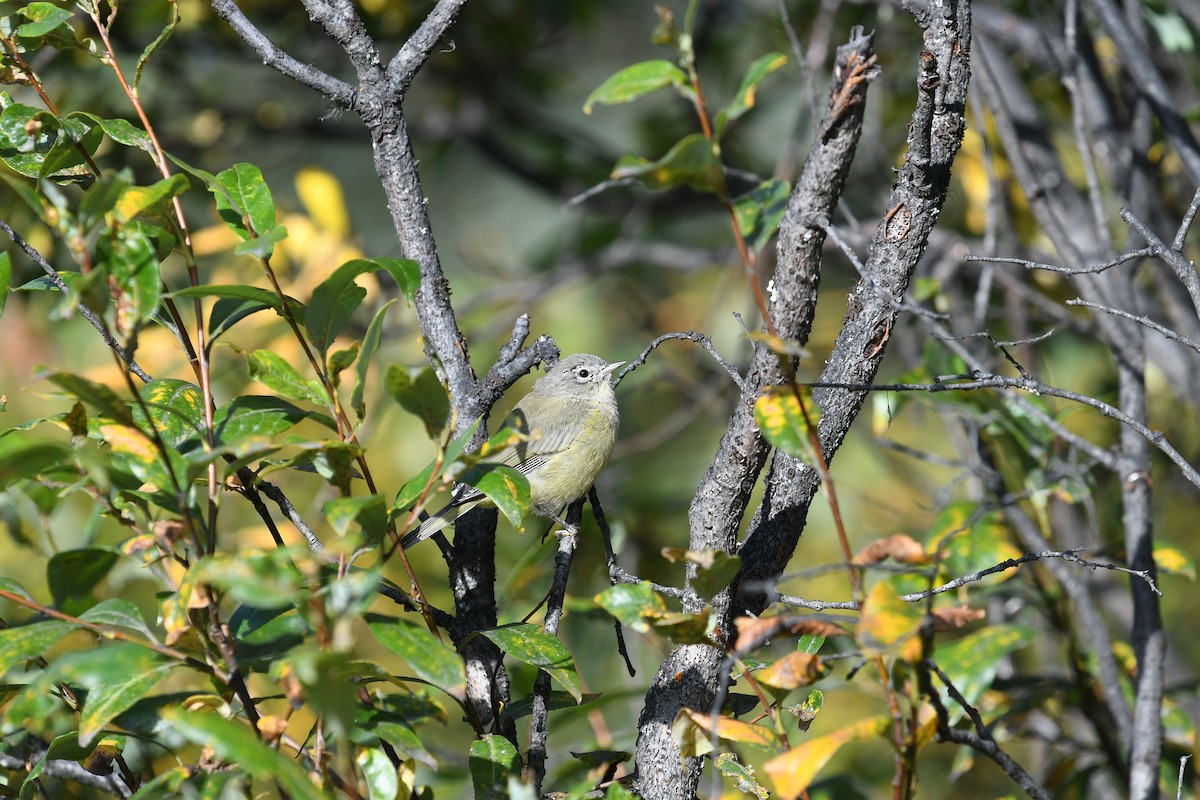 Orange-crowned Warbler - ML643738425