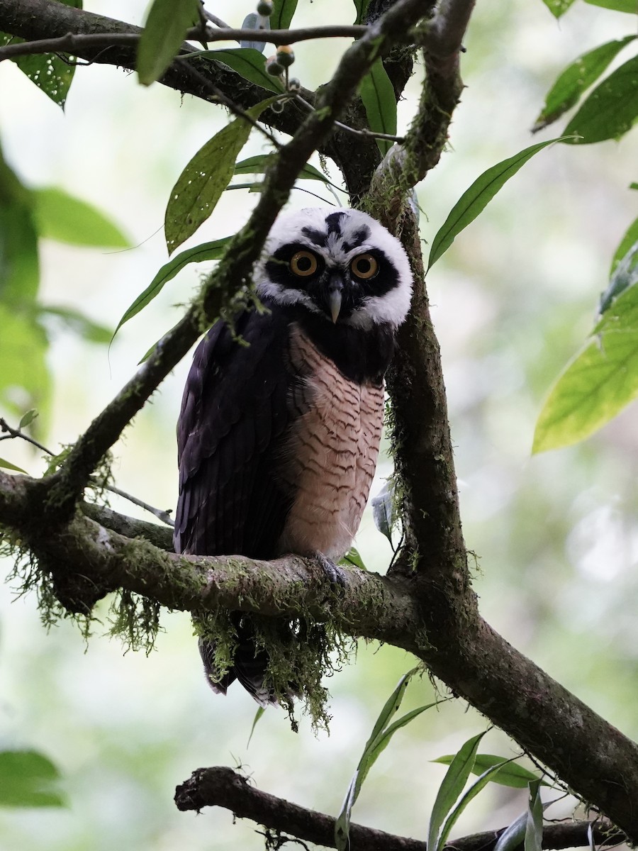 メガネフクロウ - ML643738437