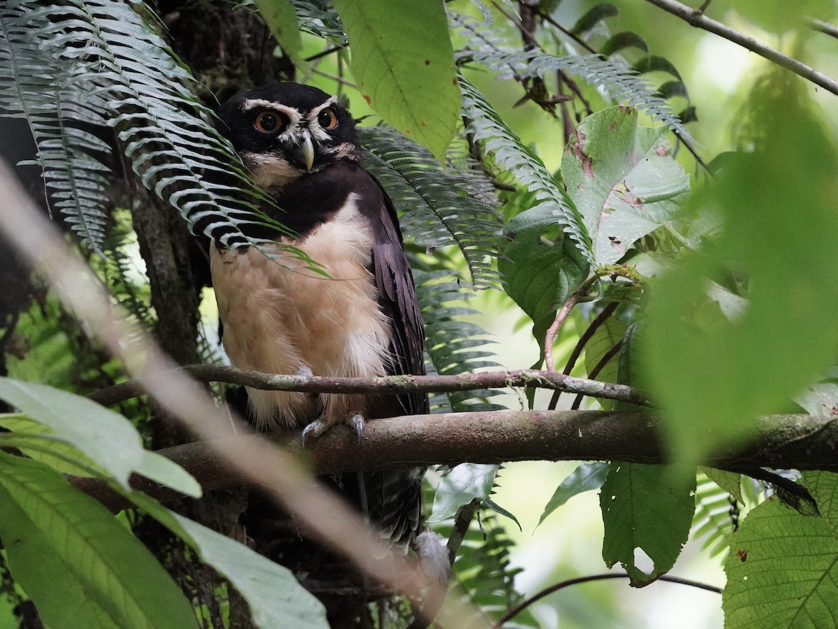 メガネフクロウ - ML643738438