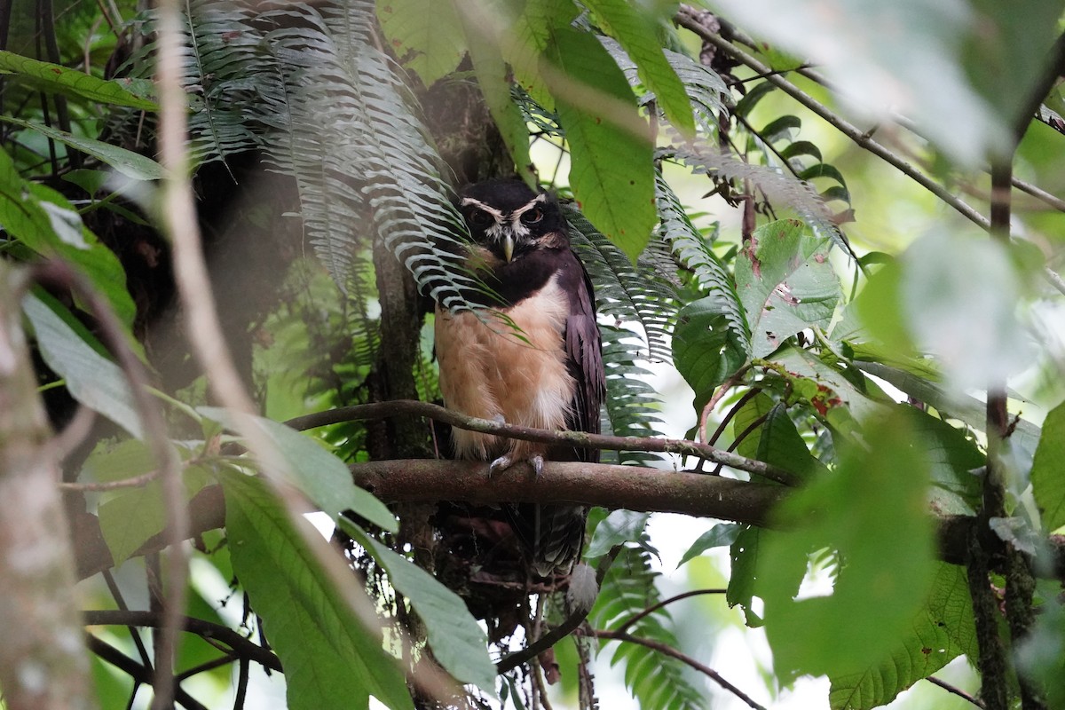 メガネフクロウ - ML643738439