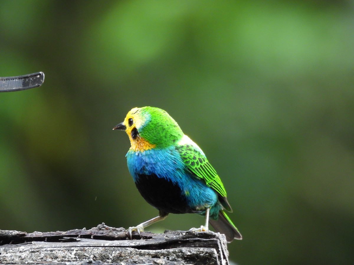 Multicolored Tanager - ML643738458