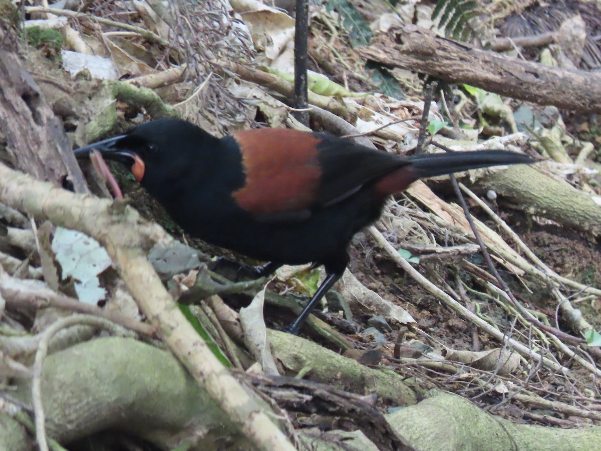 North Island Saddleback - ML643738474