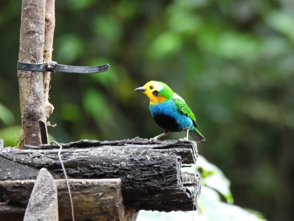 Multicolored Tanager - ML643738476