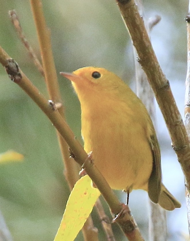 Wilson's Warbler - ML643738481